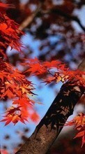Lade kostenlos 240x320 Hintergrundbilder Pflanzen,Herbst,Blätter für Handy oder Tablet herunter.