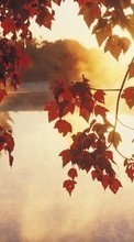 Lade kostenlos Hintergrundbilder Pflanzen,Wasser,Sunset,Herbst,Blätter,Sun für Handy oder Tablet herunter.