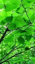 Lade kostenlos Hintergrundbilder Pflanzen,Blätter für Handy oder Tablet herunter.