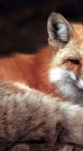 Lade kostenlos Hintergrundbilder Fox,Tiere für Handy oder Tablet herunter.