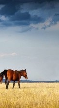Lade kostenlos Hintergrundbilder Pferde,Landschaft,Tiere für Handy oder Tablet herunter.