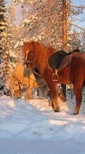 Lade kostenlos Hintergrundbilder Pferde,Schnee,Tiere,Winterreifen für Handy oder Tablet herunter.