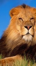 Lade kostenlos 240x320 Hintergrundbilder Tiere,Lions für Handy oder Tablet herunter.