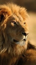 Lions,Tiere für Apple iPhone SE