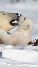 Lade kostenlos Hintergrundbilder Bären,Schnee,Tiere,Winterreifen für Handy oder Tablet herunter.