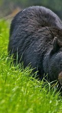 Lade kostenlos Hintergrundbilder Bären,Tiere für Handy oder Tablet herunter.