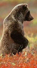 Lade kostenlos Hintergrundbilder Bären,Tiere für Handy oder Tablet herunter.
