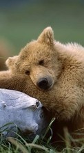 Bären,Tiere für Apple iPhone 6s