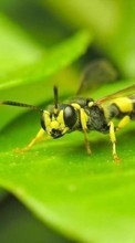 Lade kostenlos Hintergrundbilder Insekten,Wespen für Handy oder Tablet herunter.