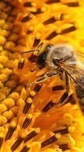 Lade kostenlos 320x240 Hintergrundbilder Insekten,Bienen für Handy oder Tablet herunter.