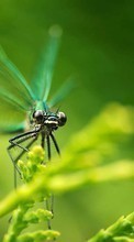 Lade kostenlos Hintergrundbilder Insekten,Libellen für Handy oder Tablet herunter.