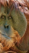 Lade kostenlos Hintergrundbilder Tiere,Monkeys für Handy oder Tablet herunter.