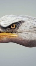 Lade kostenlos 800x480 Hintergrundbilder Humor,Vögel,Eagles für Handy oder Tablet herunter.