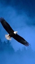 Lade kostenlos 240x320 Hintergrundbilder Tiere,Vögel,Eagles für Handy oder Tablet herunter.
