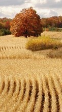 Lade kostenlos 240x320 Hintergrundbilder Landschaft,Felder,Herbst für Handy oder Tablet herunter.