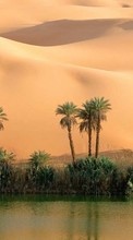 Lade kostenlos Hintergrundbilder Palms,Wüste,Landschaft,Sand für Handy oder Tablet herunter.