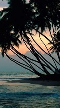 Lade kostenlos Hintergrundbilder Palms,Landschaft,Strand für Handy oder Tablet herunter.