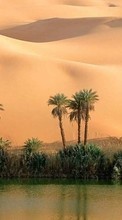 Lade kostenlos Hintergrundbilder Palms,Landschaft,Natur,Wüste für Handy oder Tablet herunter.