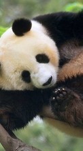 Lade kostenlos 1080x1920 Hintergrundbilder Tiere,Bären,Pandas für Handy oder Tablet herunter.