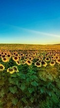 Lade kostenlos Hintergrundbilder Landschaft,Sonnenblumen,Felder für Handy oder Tablet herunter.