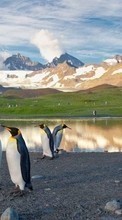 Lade kostenlos Hintergrundbilder Pinguins,Vögel,Tiere für Handy oder Tablet herunter.