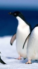 Lade kostenlos Hintergrundbilder Tiere,Pinguins für Handy oder Tablet herunter.