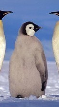Lade kostenlos 320x480 Hintergrundbilder Tiere,Winterreifen,Pinguins für Handy oder Tablet herunter.