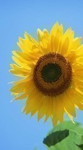 Lade kostenlos 800x480 Hintergrundbilder Pflanzen,Sonnenblumen für Handy oder Tablet herunter.