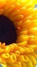 Lade kostenlos 240x400 Hintergrundbilder Pflanzen,Sonnenblumen für Handy oder Tablet herunter.