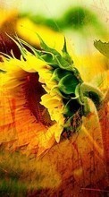 Lade kostenlos 240x320 Hintergrundbilder Pflanzen,Sonnenblumen für Handy oder Tablet herunter.