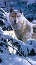 Lade kostenlos Hintergrundbilder Bilder,Wölfe,Tiere für Handy oder Tablet herunter.