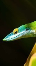 Lade kostenlos Hintergrundbilder Lizards,Tiere für Handy oder Tablet herunter.