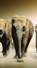 Lade kostenlos Hintergrundbilder Elephants,Tiere für Handy oder Tablet herunter.