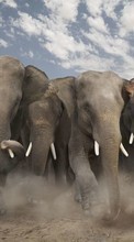 Lade kostenlos 320x240 Hintergrundbilder Tiere,Elephants für Handy oder Tablet herunter.