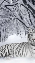 Lade kostenlos Hintergrundbilder Tiere,Winterreifen,Tigers,Schnee für Handy oder Tablet herunter.