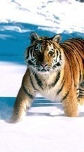 Lade kostenlos 240x320 Hintergrundbilder Tiere,Winterreifen,Tigers,Schnee für Handy oder Tablet herunter.