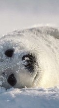 Lade kostenlos 320x480 Hintergrundbilder Tiere,Schnee,Seals für Handy oder Tablet herunter.