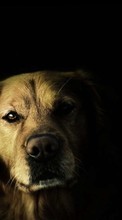 Hunde,Tiere für Apple iPhone 6s
