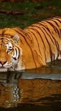 Lade kostenlos 240x320 Hintergrundbilder Tiere,Wasser,Tigers für Handy oder Tablet herunter.
