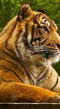 Lade kostenlos 240x320 Hintergrundbilder Tiere,Tigers für Handy oder Tablet herunter.