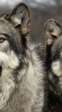 Lade kostenlos 320x240 Hintergrundbilder Tiere,Wölfe für Handy oder Tablet herunter.