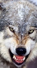 Lade kostenlos 240x320 Hintergrundbilder Tiere,Wölfe für Handy oder Tablet herunter.