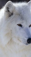Lade kostenlos Hintergrundbilder Wölfe,Tiere für Handy oder Tablet herunter.