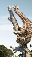 Lade kostenlos Hintergrundbilder Humor,Giraffen,Tiere für Handy oder Tablet herunter.