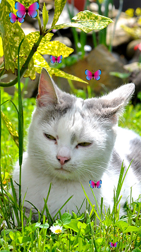 Download Tiere Live Wallpaper Katze  für Android kostenlos.