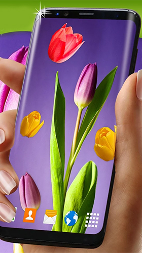 Kostenlos Live Wallpaper Tulpen  für Android Smartphones und Tablets downloaden.