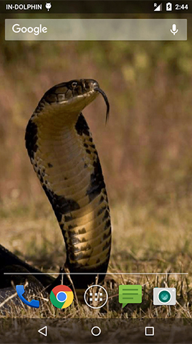 Android Hintergrundbilder Angreifende Kobra  kostenlos auf den Desktop herunterladen. 