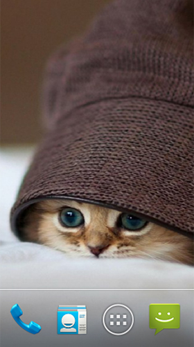 Android Hintergrundbilder Süße Katze  kostenlos auf den Desktop herunterladen. 
