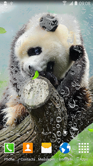Kostenlos Live Wallpaper Niedlicher Panda für Android Smartphones und Tablets downloaden.