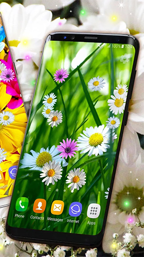 Android Hintergrundbilder Gänseblümchen HQ  kostenlos auf den Desktop herunterladen. 